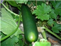 arčilend